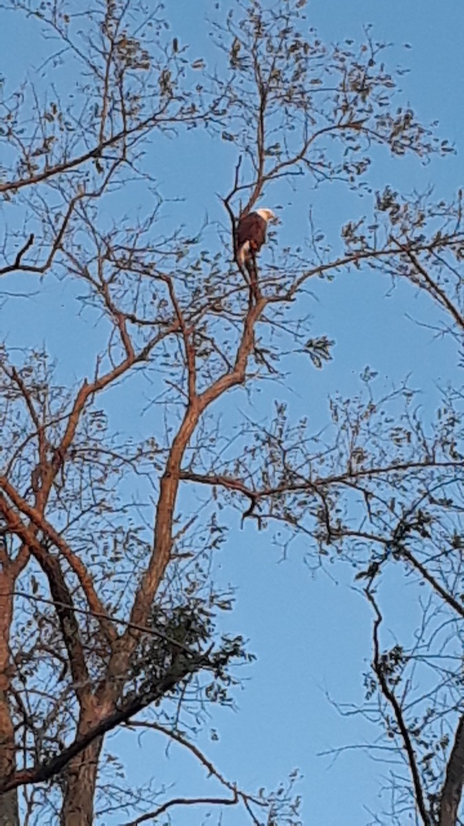 orel bělohlavý - ML278261361