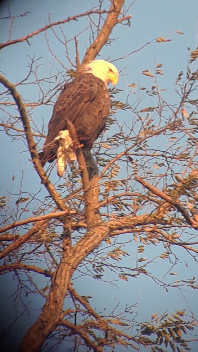 orel bělohlavý - ML278261401