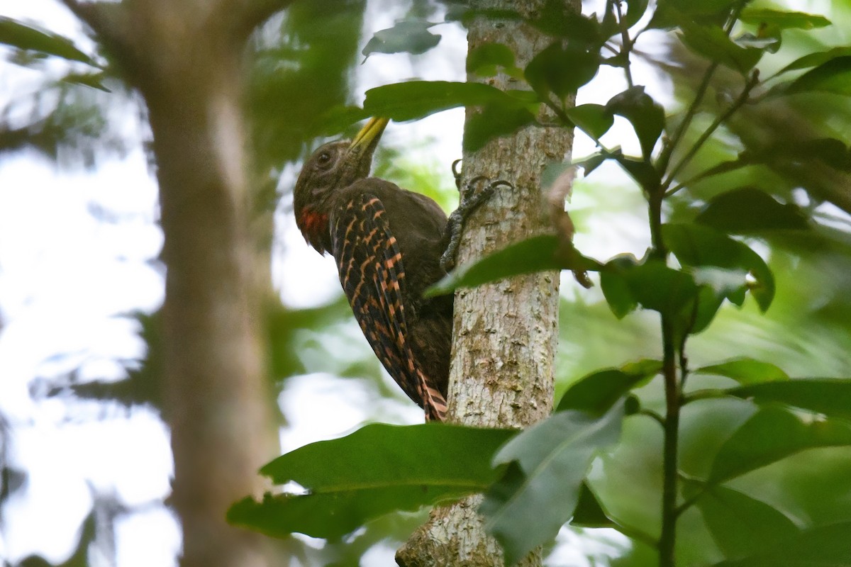 Bay Woodpecker - Derek Hon