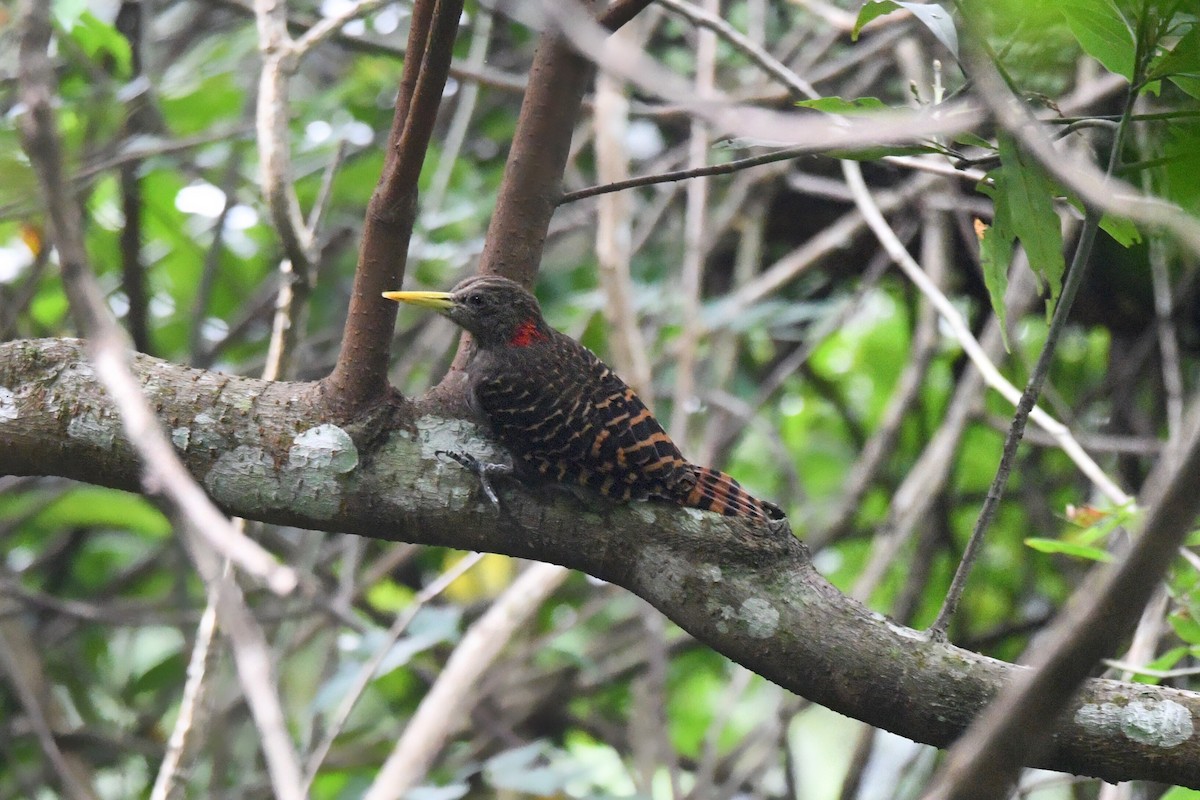 Bay Woodpecker - ML278261491