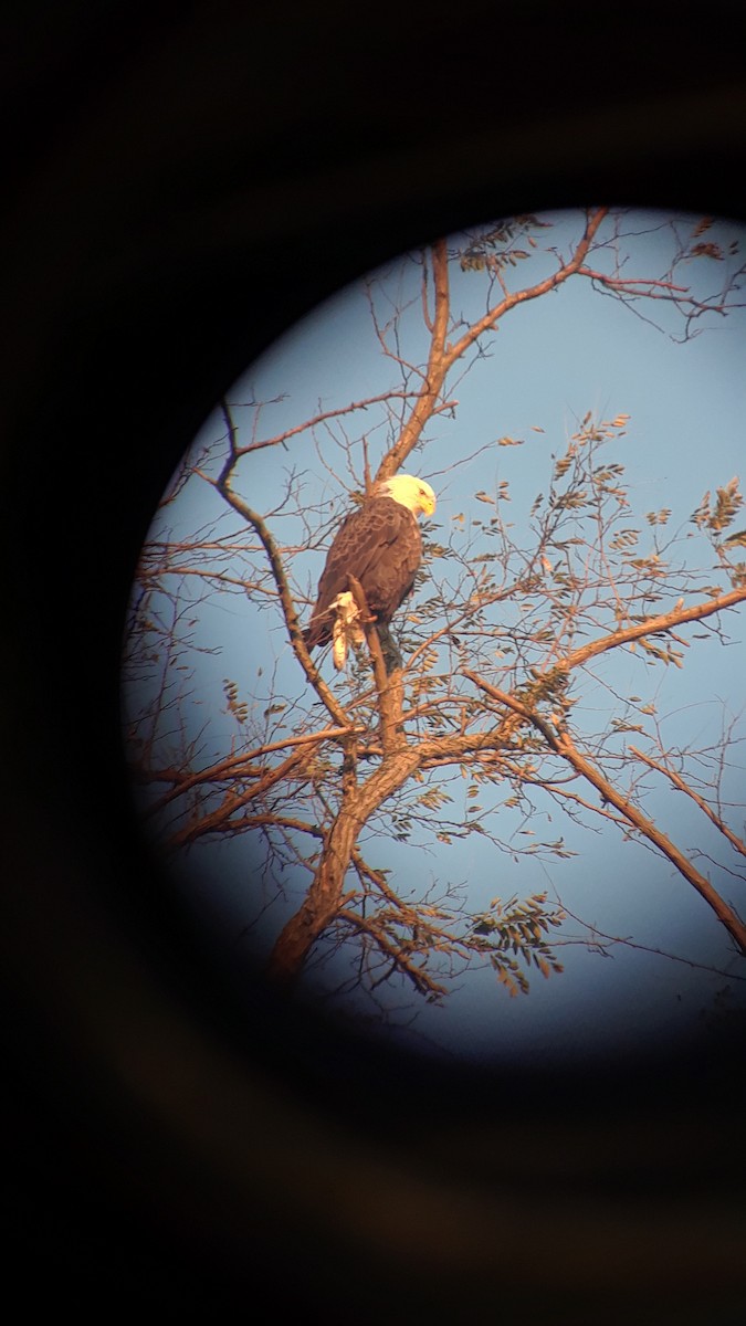 orel bělohlavý - ML278261551