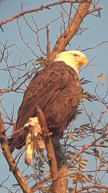 orel bělohlavý - ML278261641