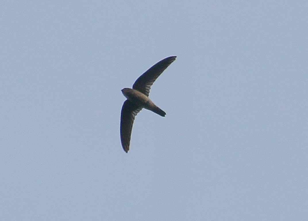 Black-nest Swiftlet - ML278261891