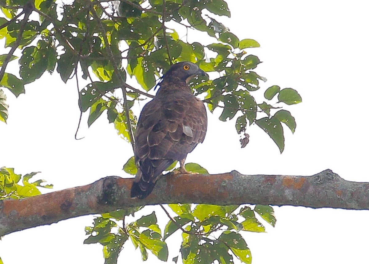 Oriental Honey-buzzard - ML278261931