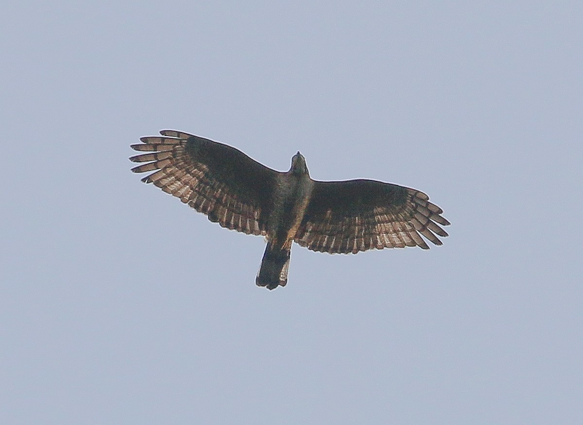 Oriental Honey-buzzard - ML278261941