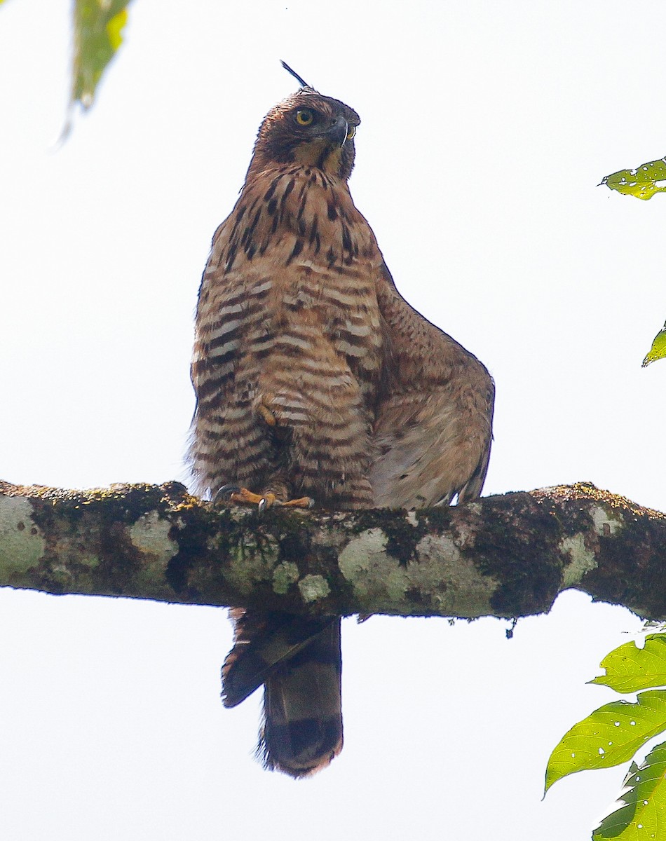 Wallace's Hawk-Eagle - ML278261991