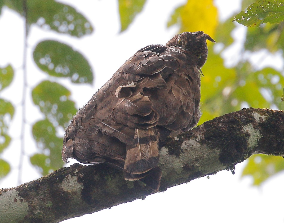 Wallace's Hawk-Eagle - ML278262001