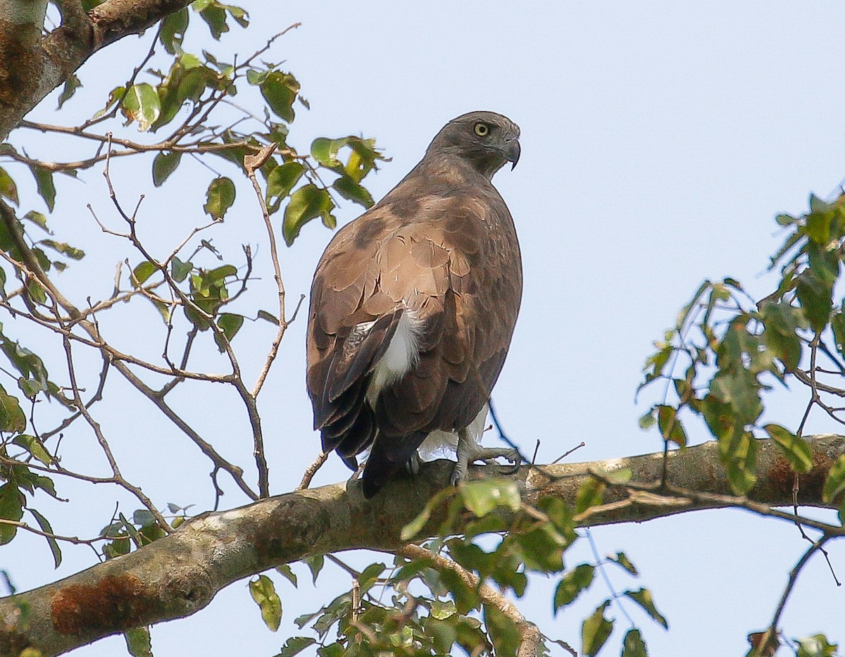 Braunschwanz-Seeadler - ML278262021