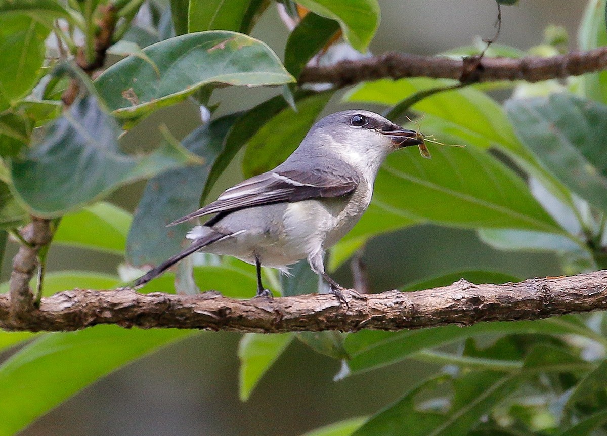 Minivet cendré - ML278262081