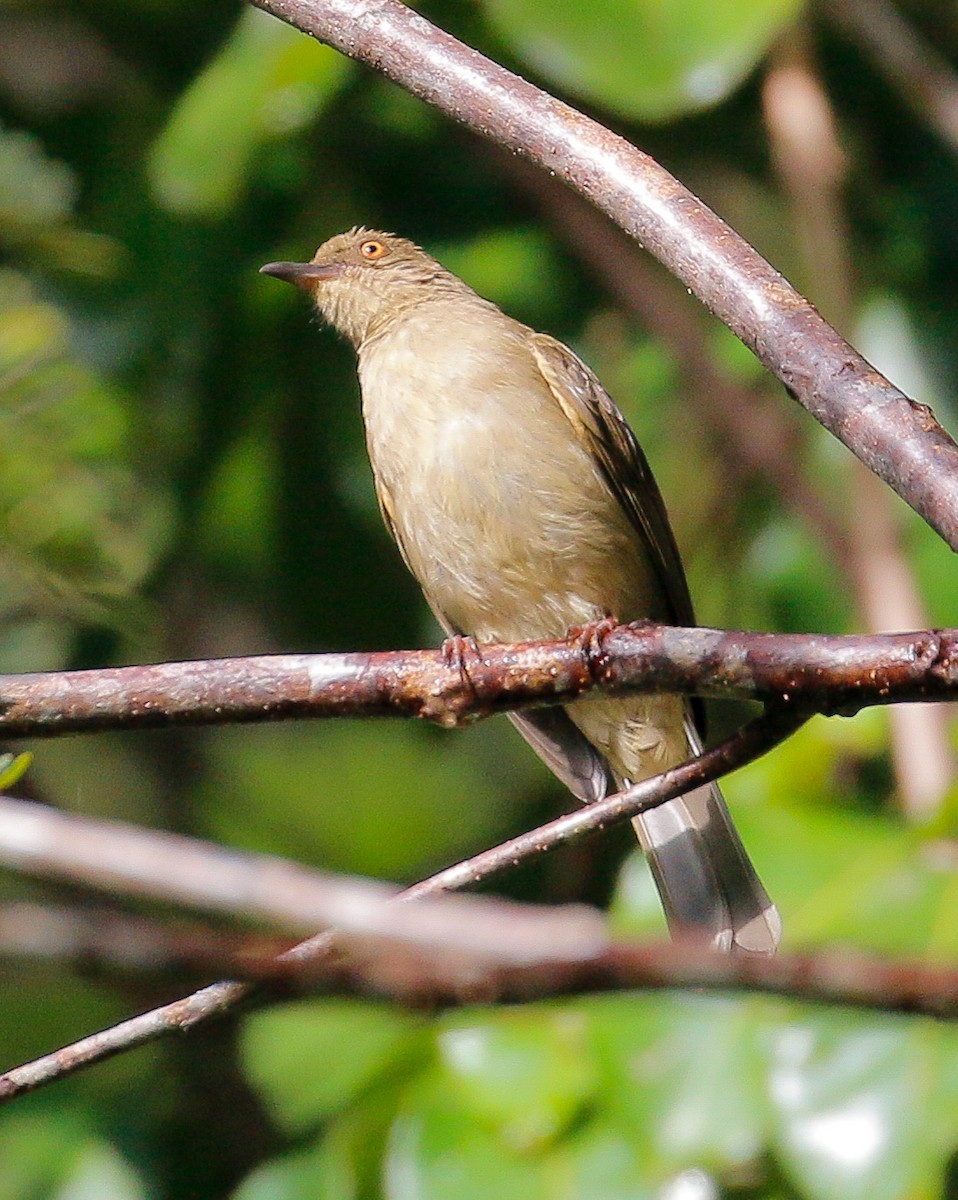 Red-eyed Bulbul - ML278262121