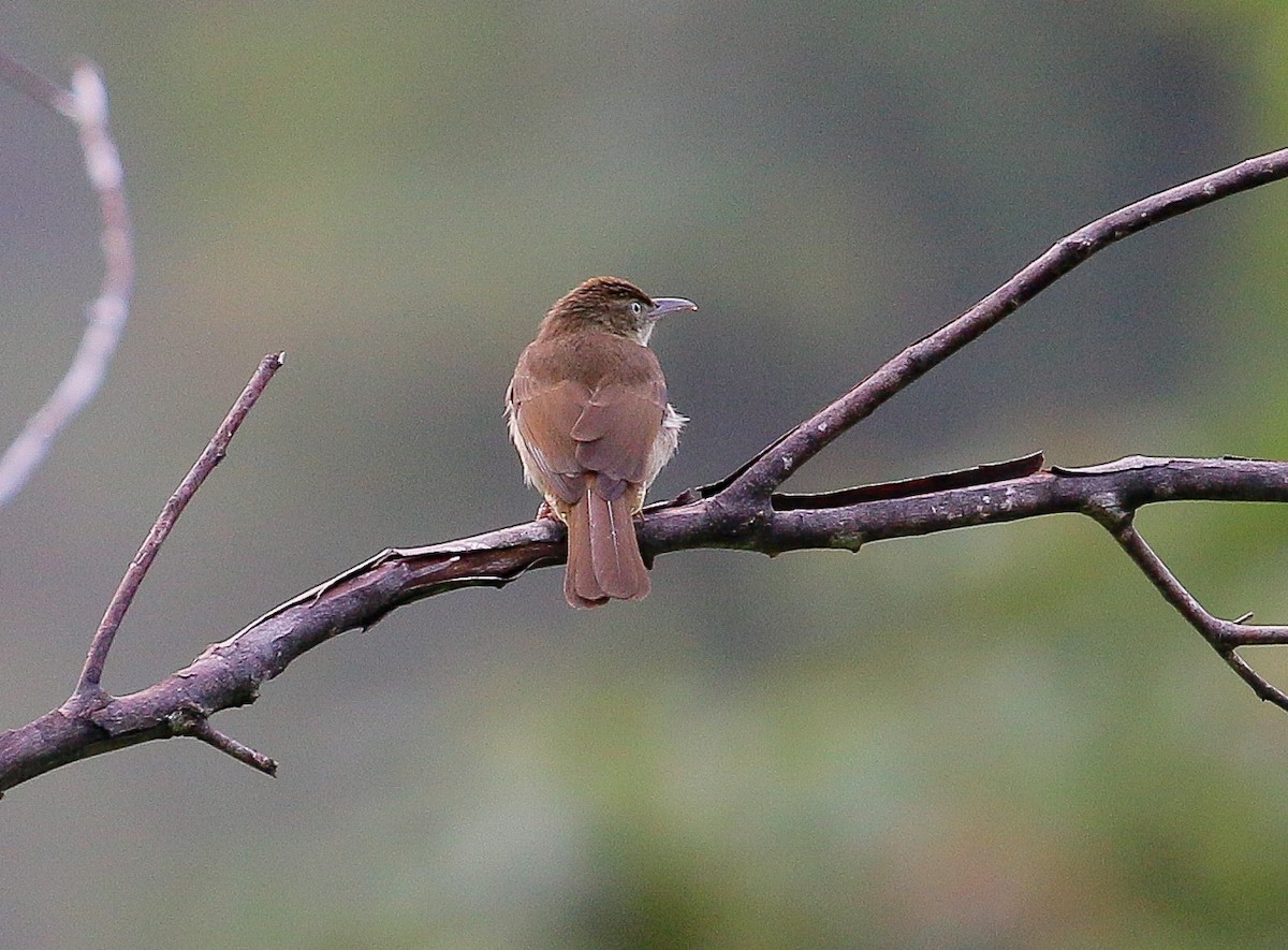 Buff-vented Bulbul - ML278262151