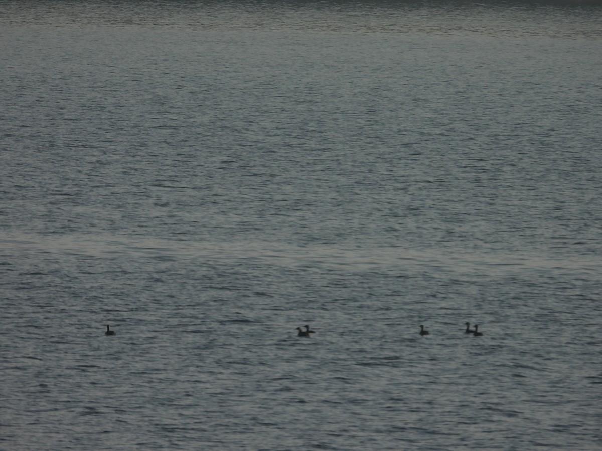 Red-necked Grebe - ML278262171