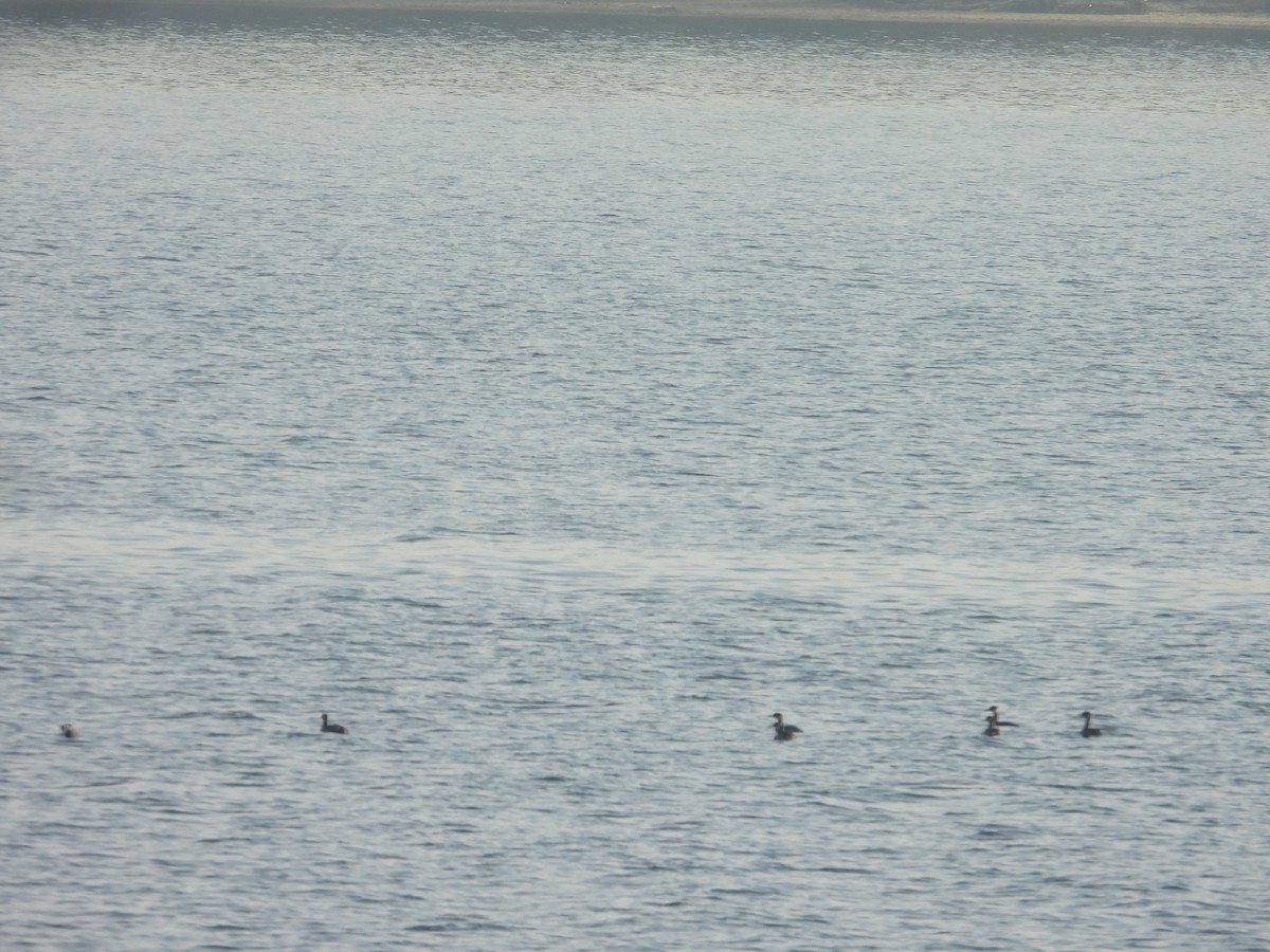 Red-necked Grebe - ML278262181