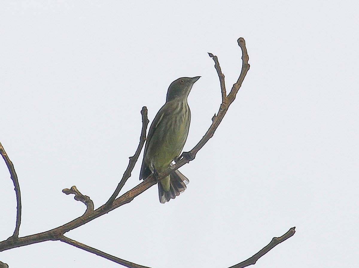 Thick-billed Flowerpecker - Neoh Hor Kee