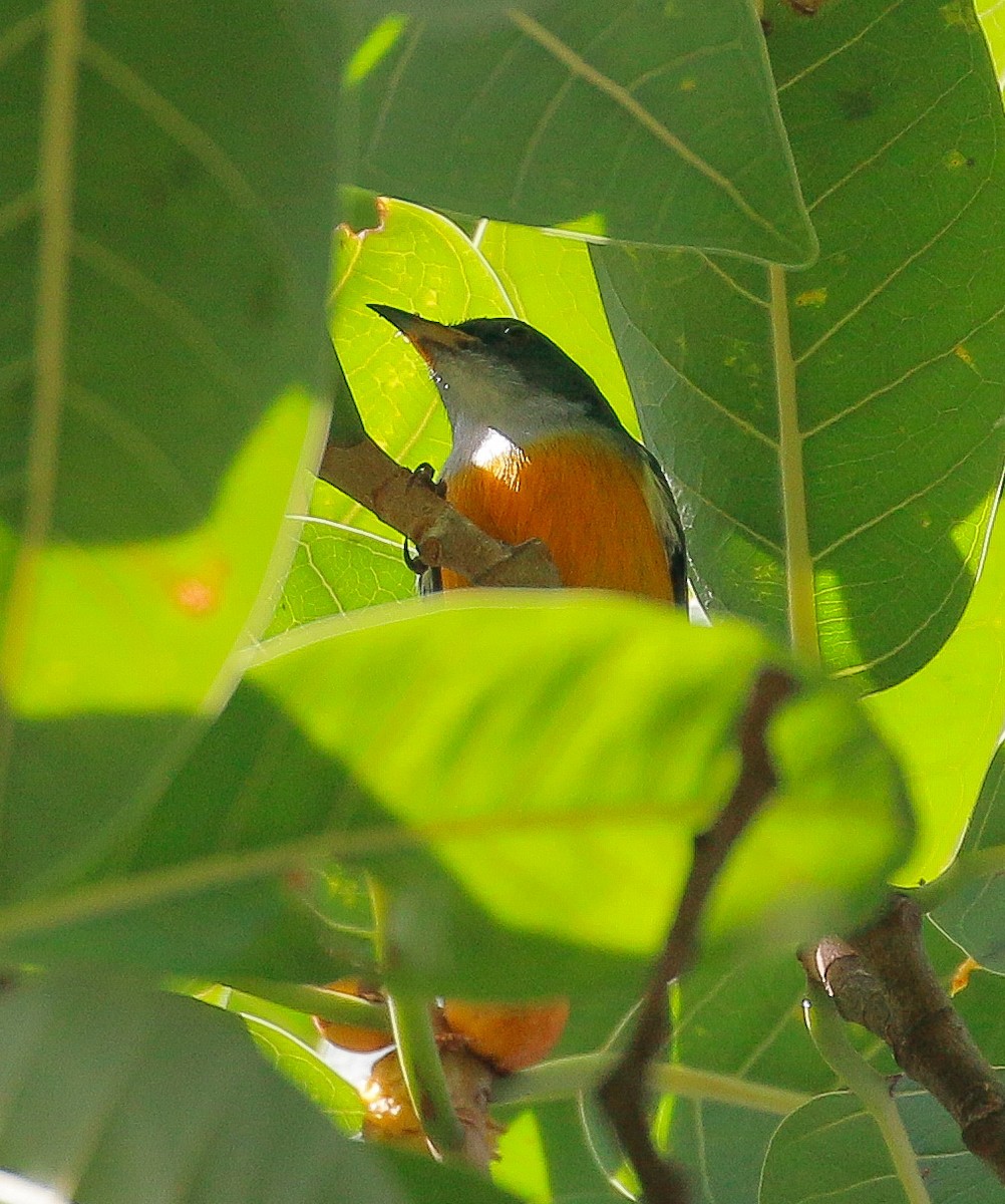 Orange-bellied Flowerpecker - ML278262241