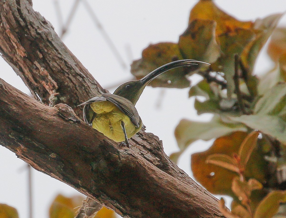 Long-billed Spiderhunter - ML278262261