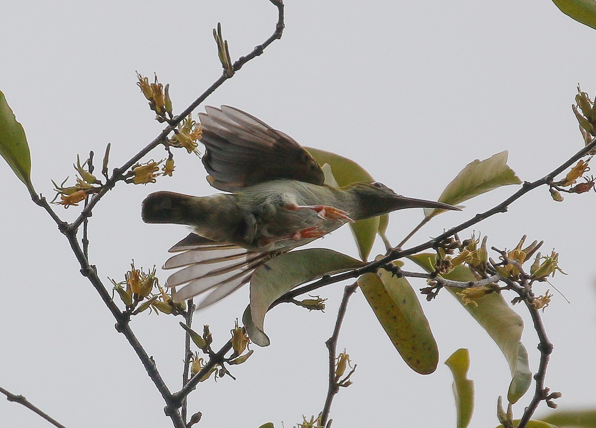 Gray-breasted Spiderhunter - ML278262281