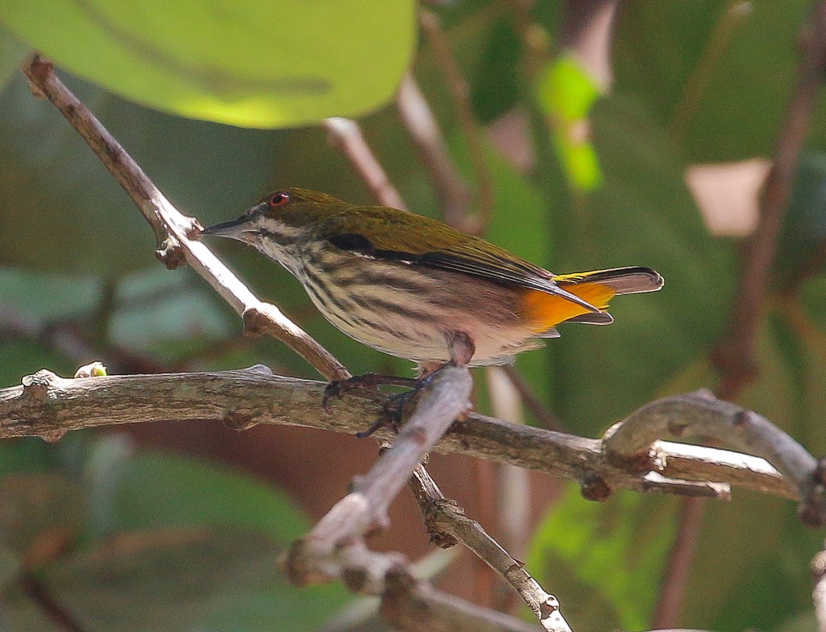 Yellow-vented Flowerpecker - ML278262291