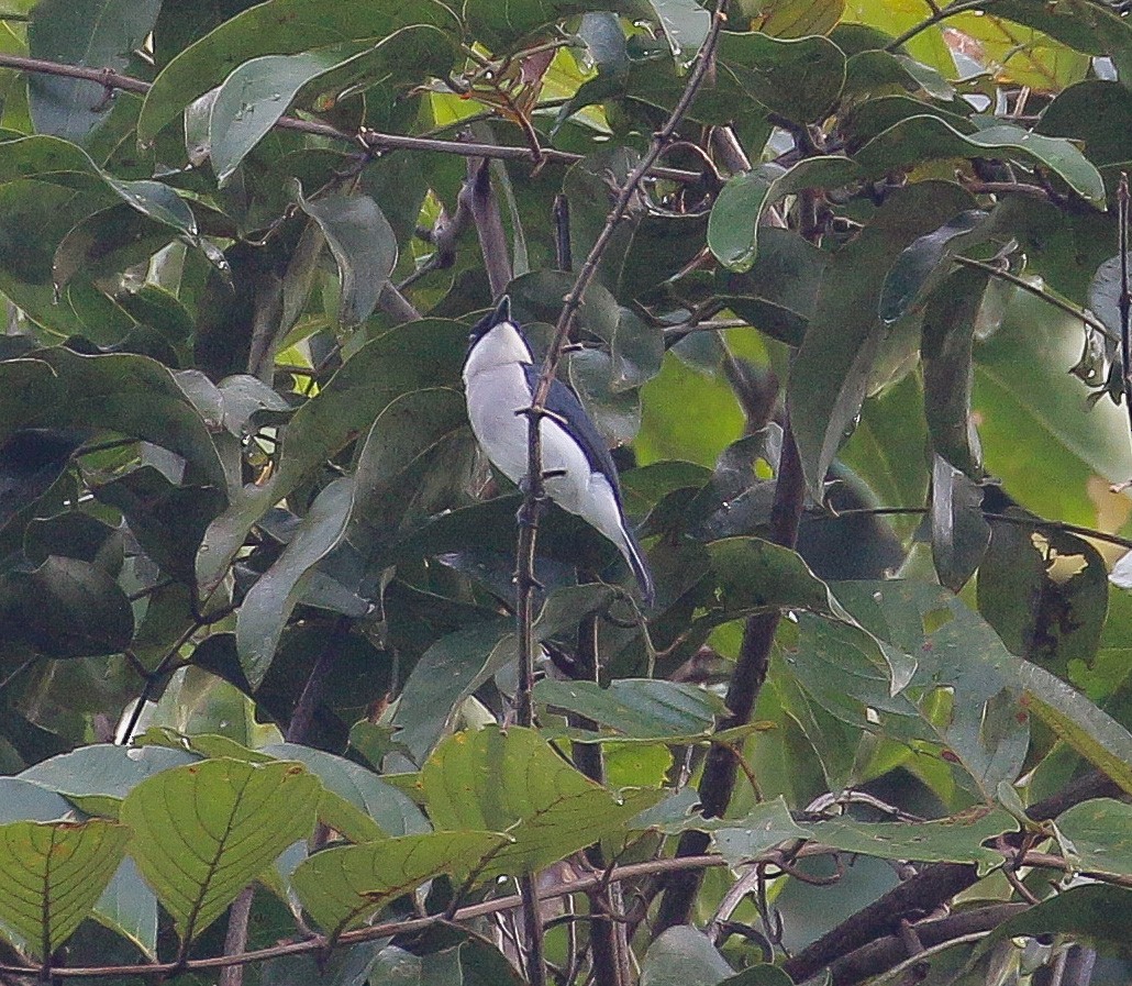 Black-winged Flycatcher-shrike - ML278262341