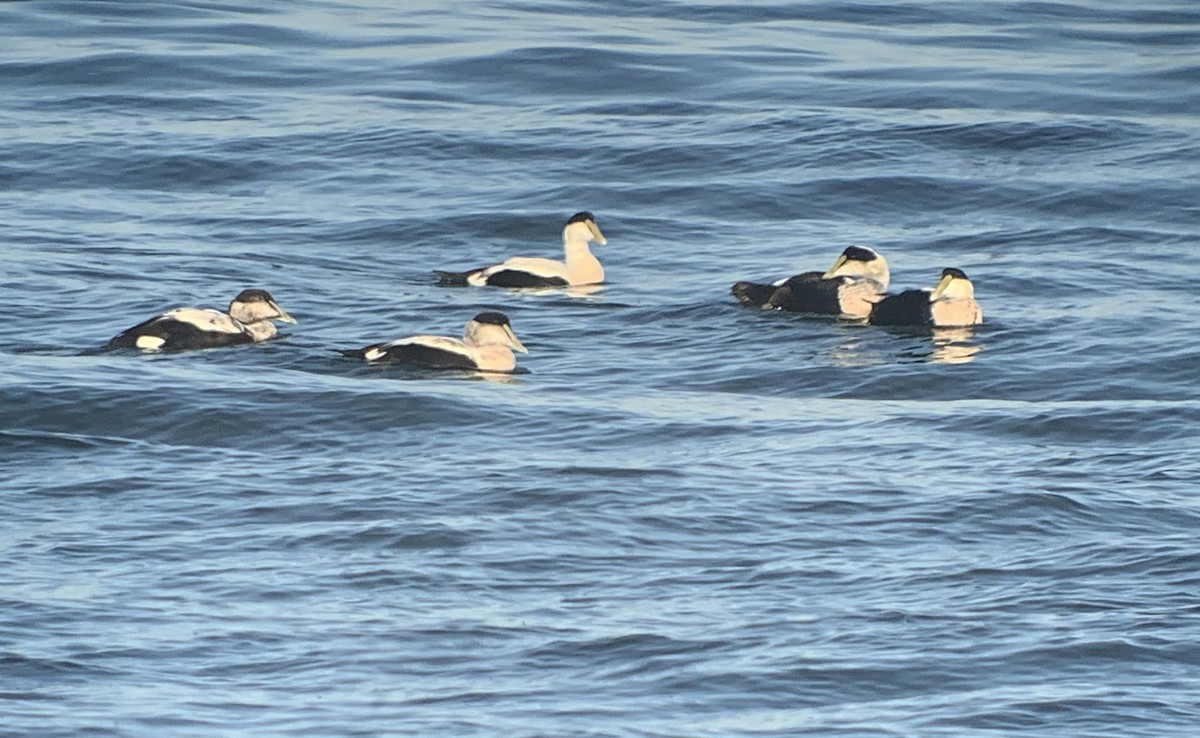 Eider arrunta - ML278262741