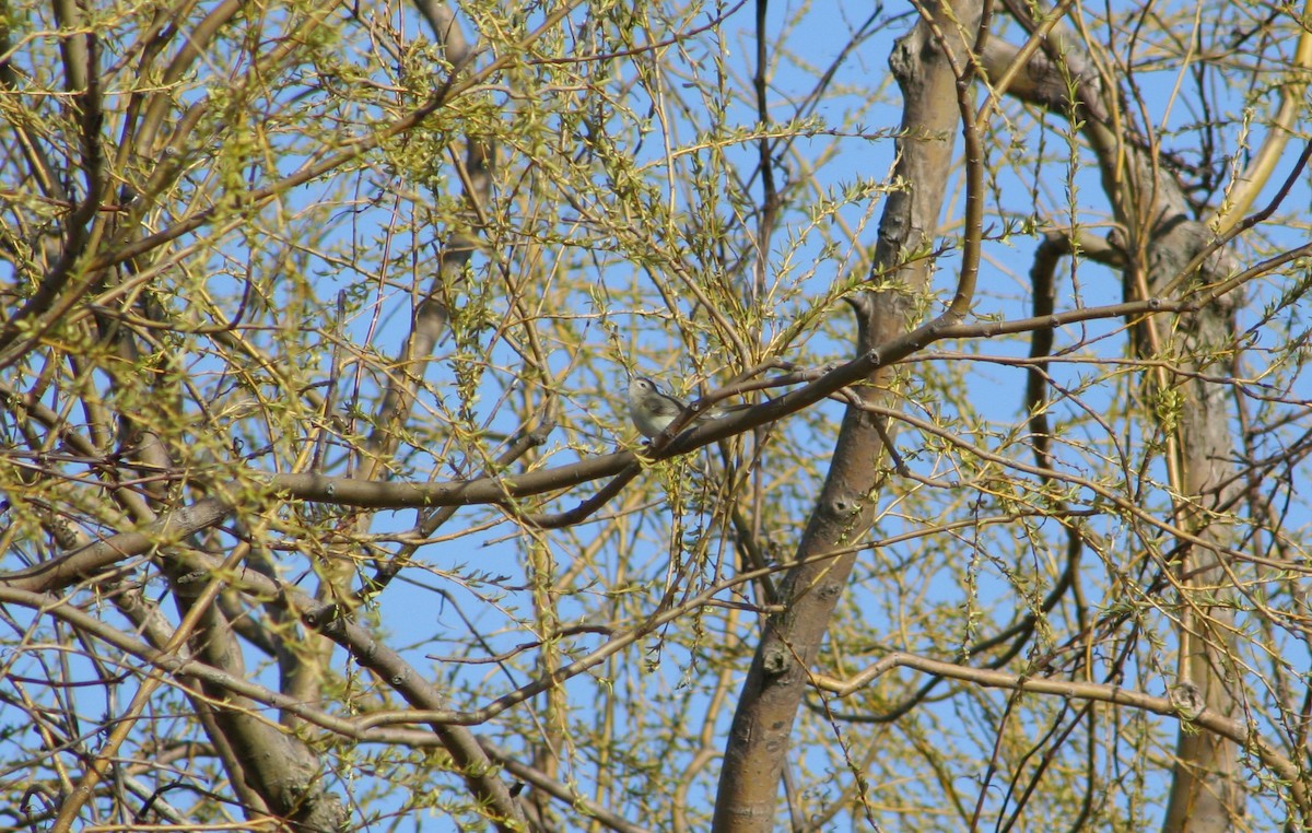 Warbling Vireo - ML27826411