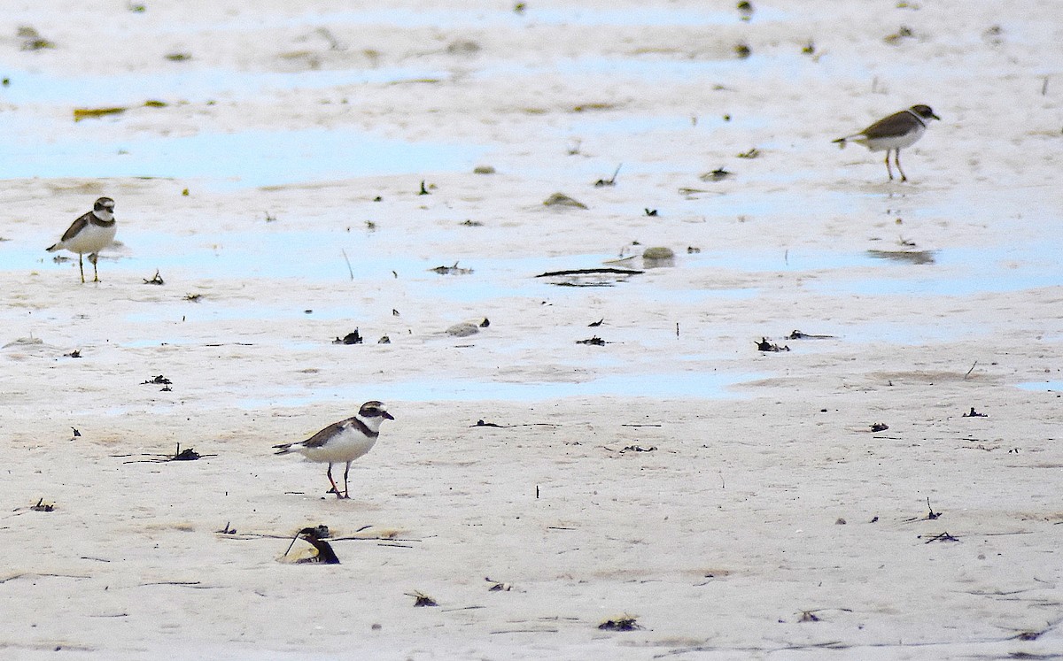 Semipalmated Plover - Scott Kinsey