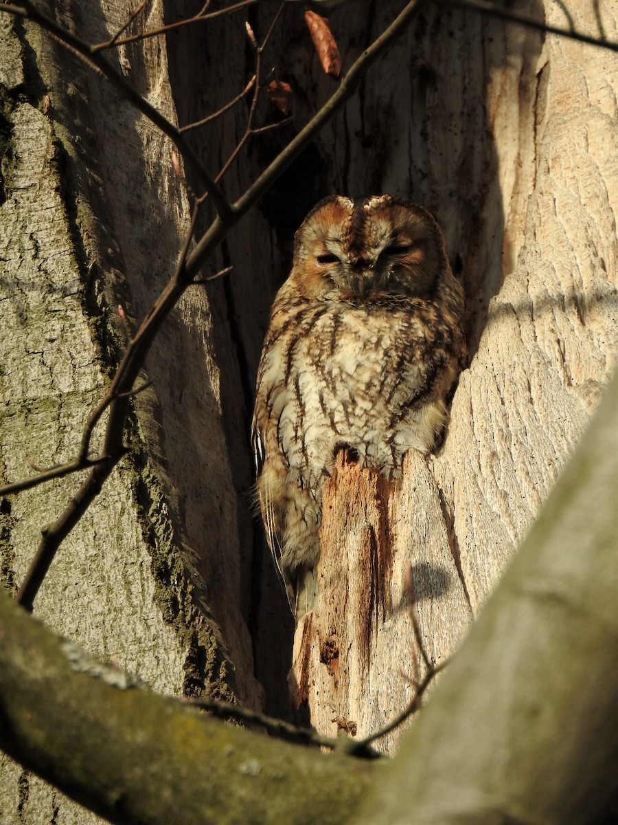 Tawny Owl - ML278265251