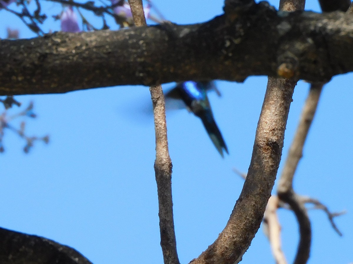 Blue-tufted Starthroat - ML278266191