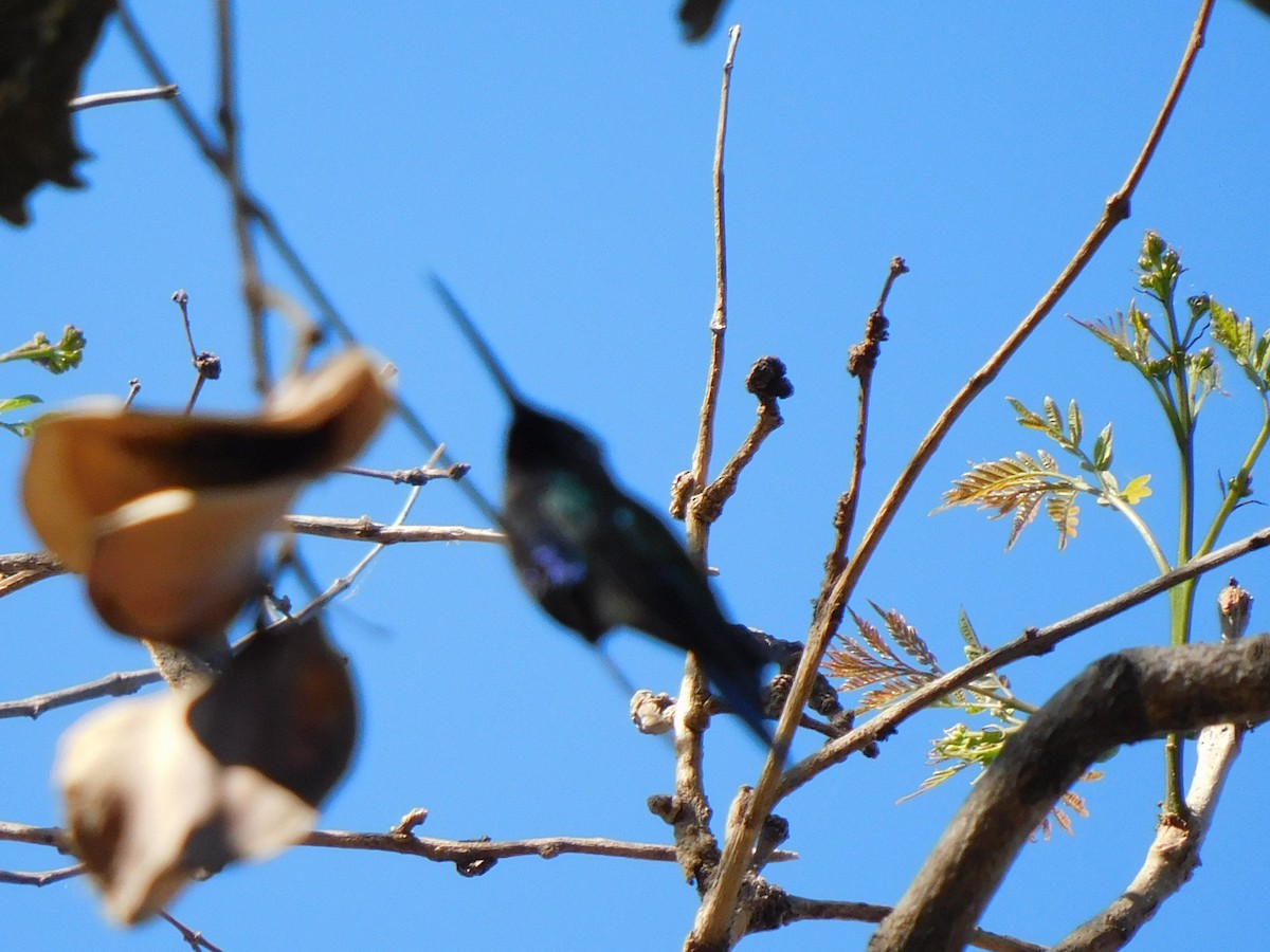 Blue-tufted Starthroat - ML278266261