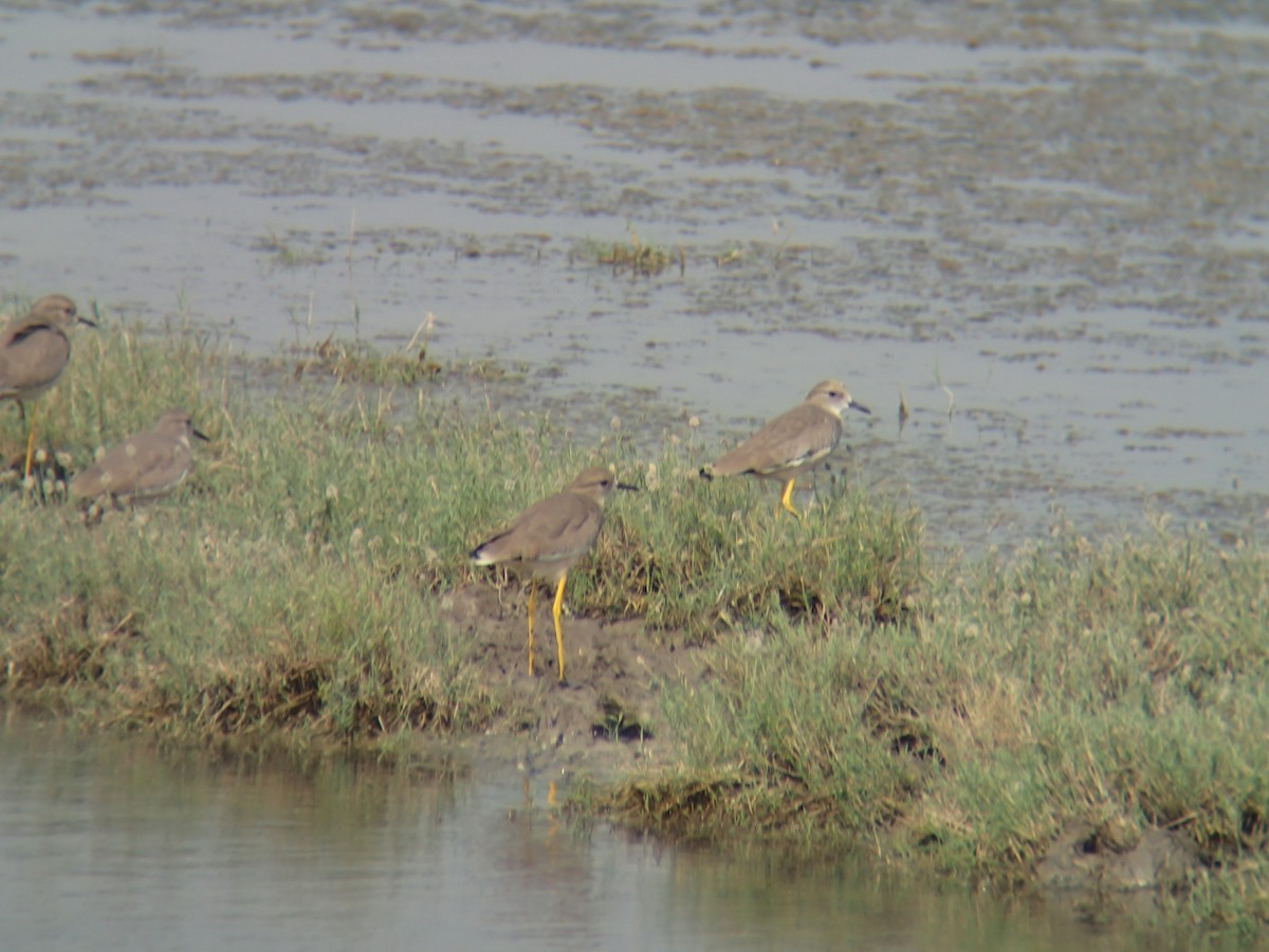 White-tailed Lapwing - Jigu Patel