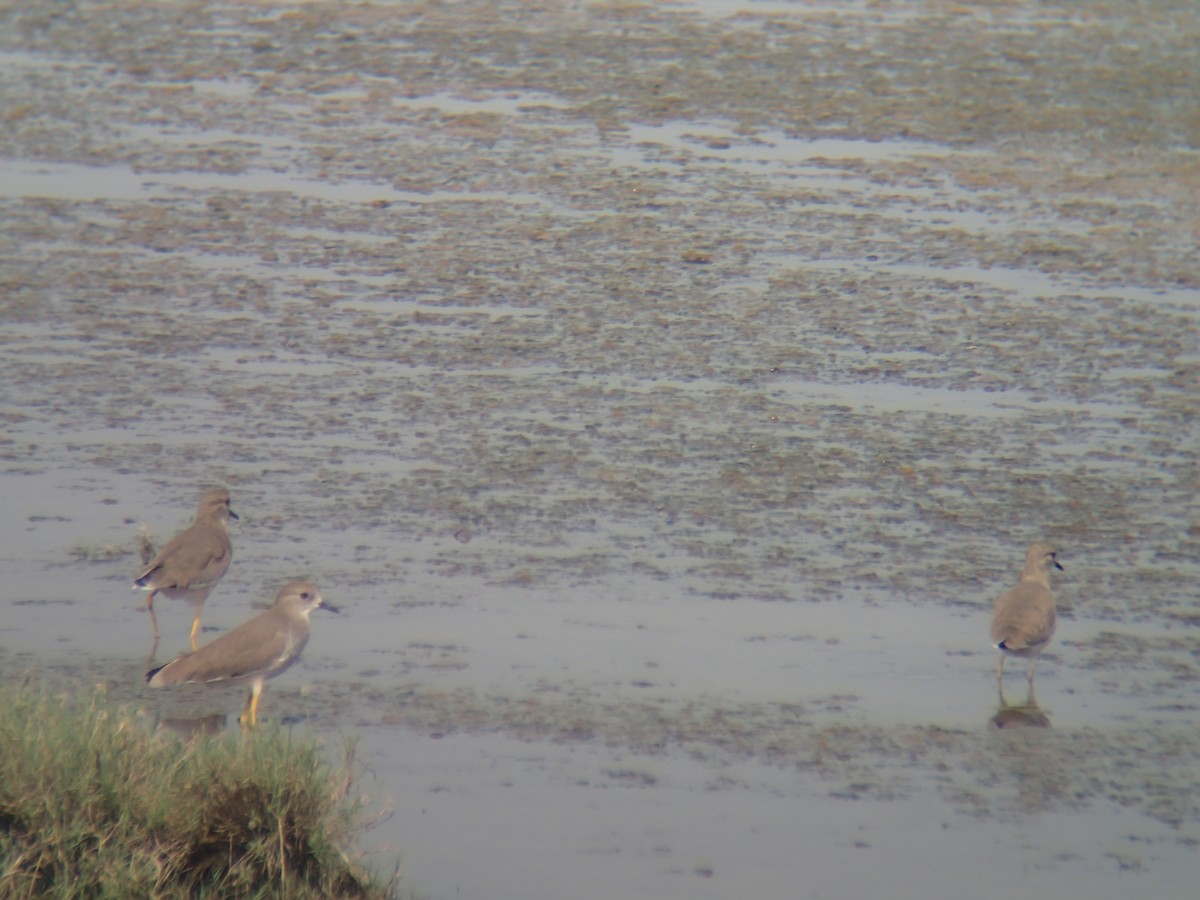 White-tailed Lapwing - ML278266851