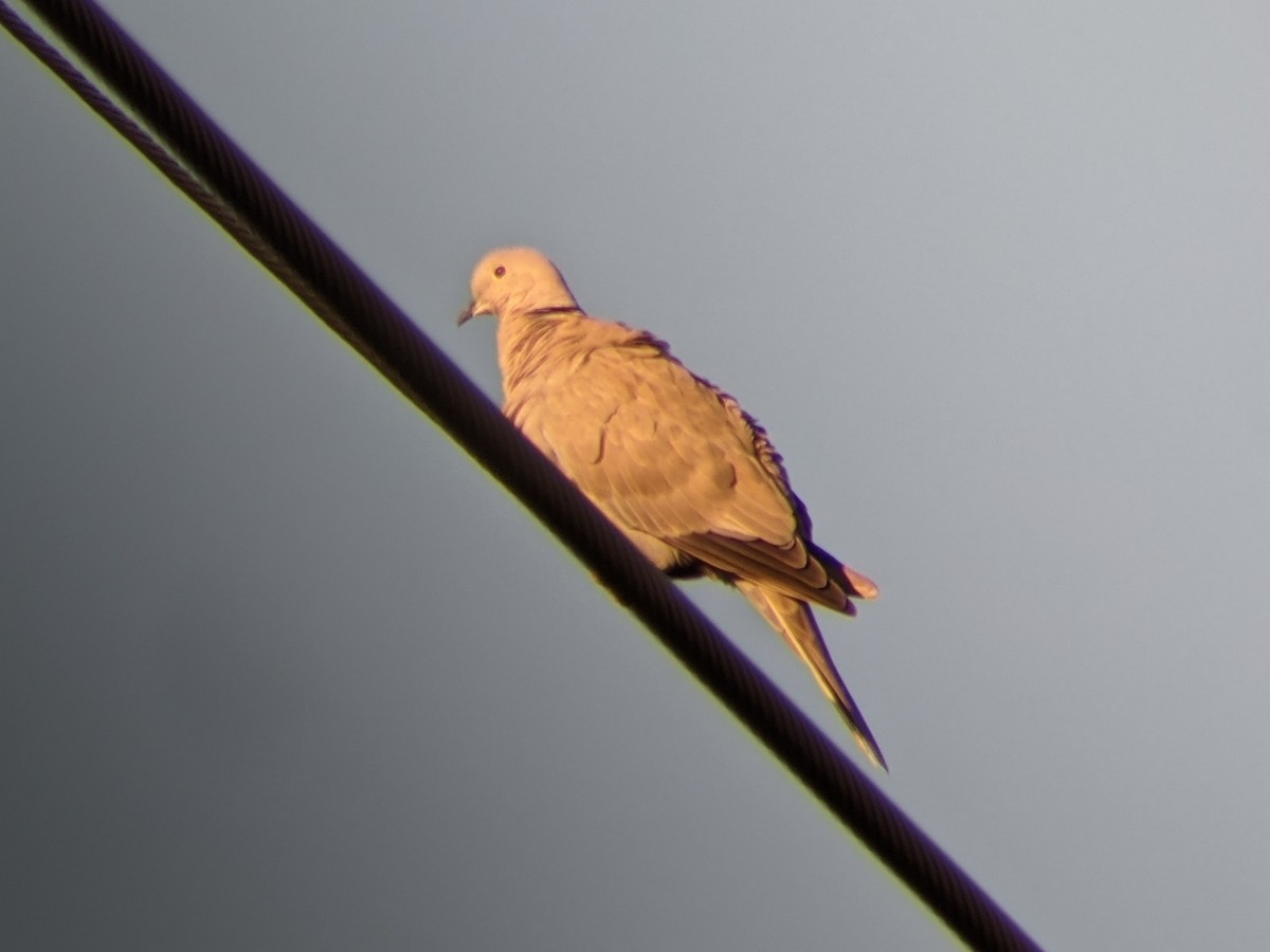 Eurasian Collared-Dove - ML278266921