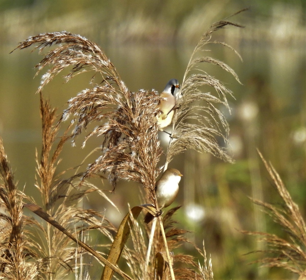 Bearded Reedling - ML278268311