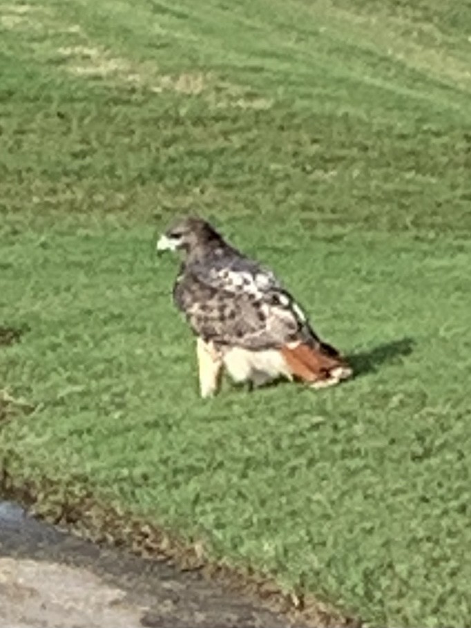 Red-tailed Hawk - ML278268581
