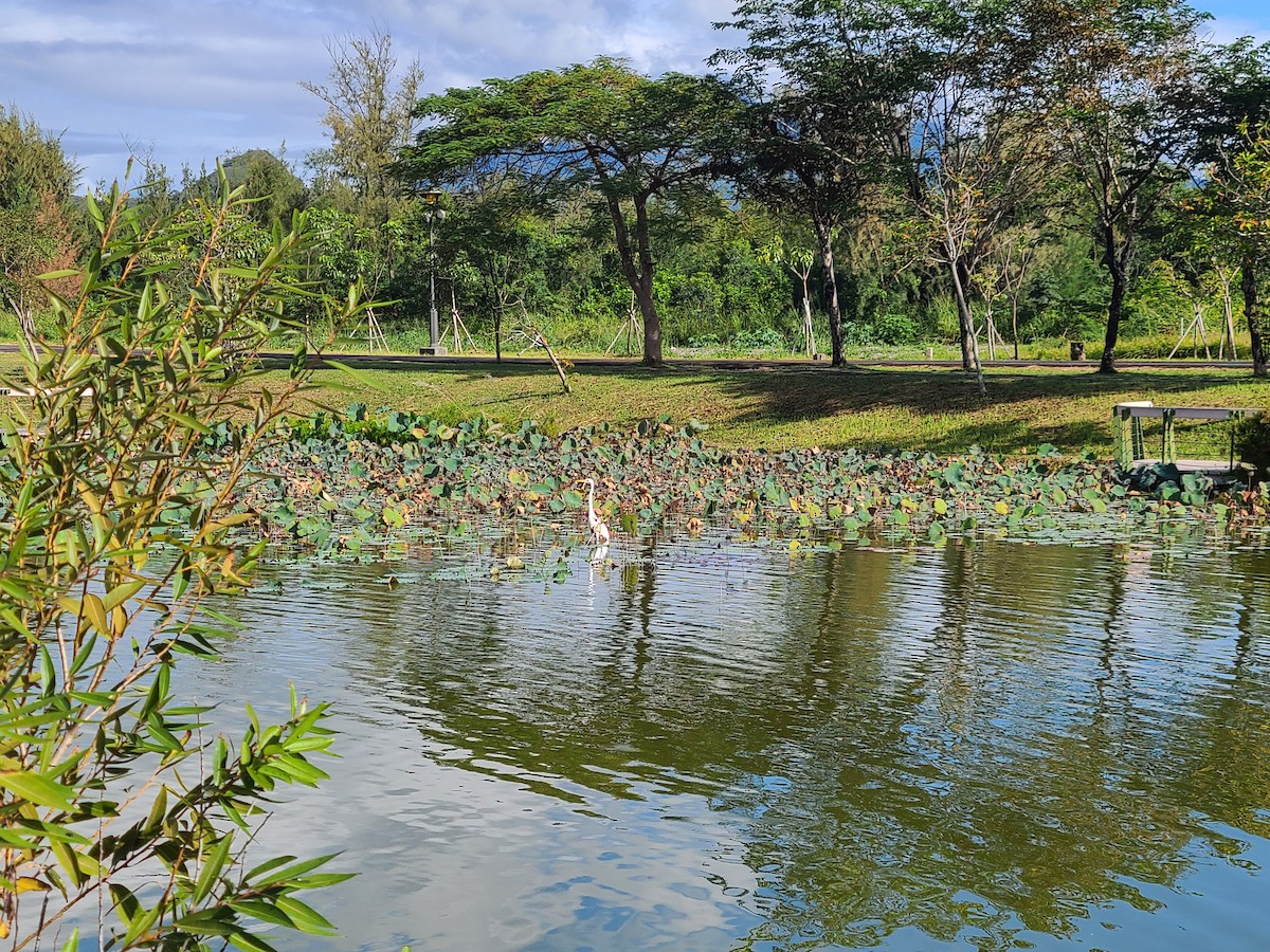 Great Egret - ML278269201