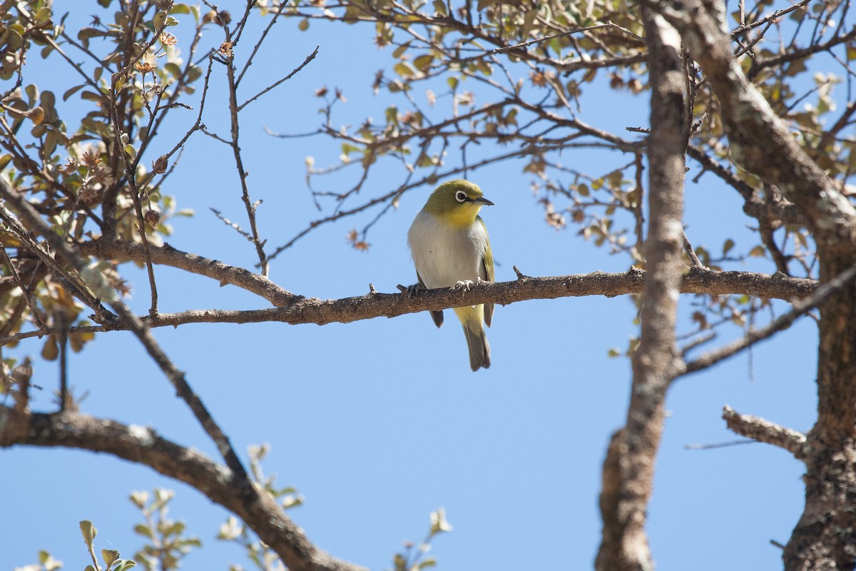 Socotra White-eye - Simon Colenutt