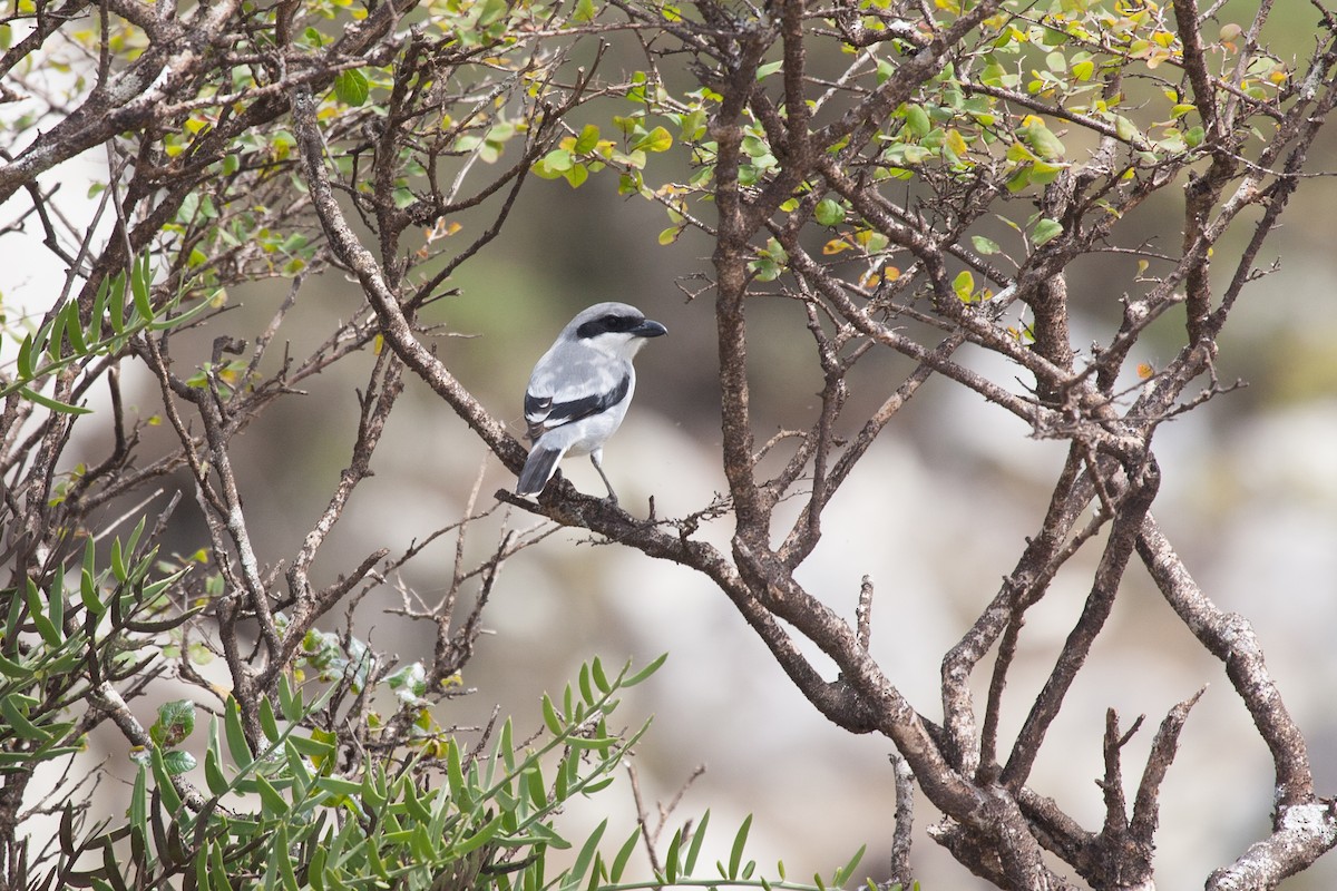 Great Gray Shrike (Socotra) - ML278269781