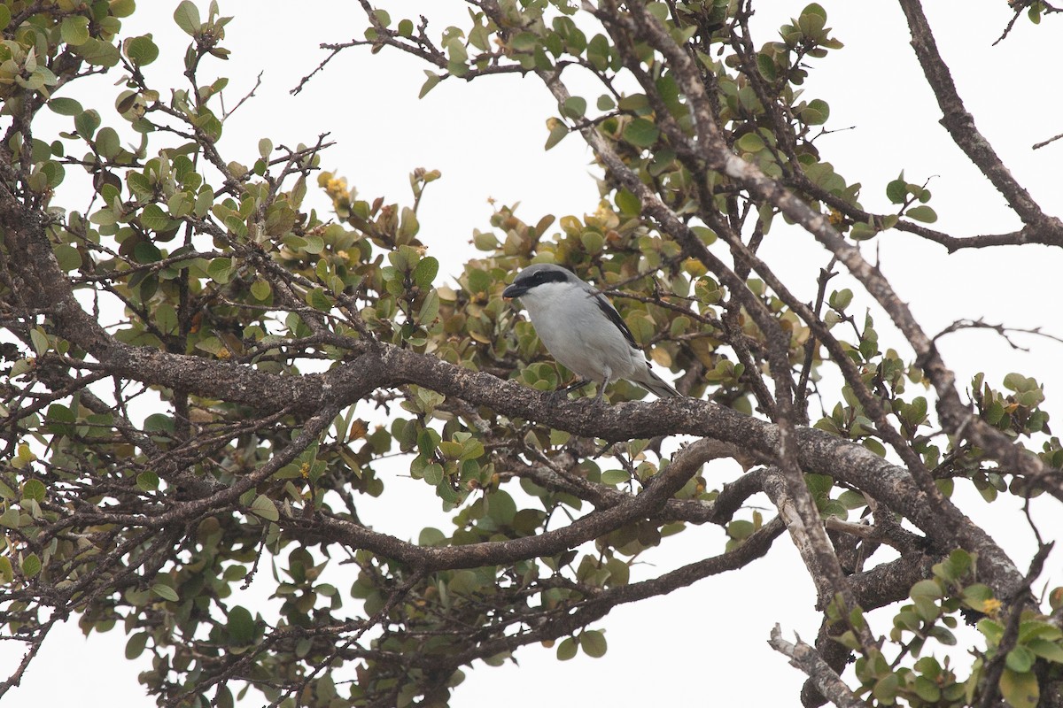Great Gray Shrike (Socotra) - ML278269801