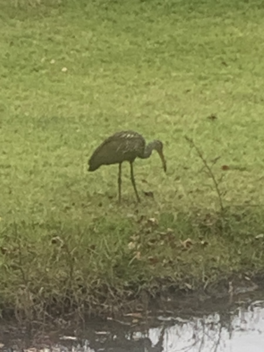 Limpkin - ML278270641