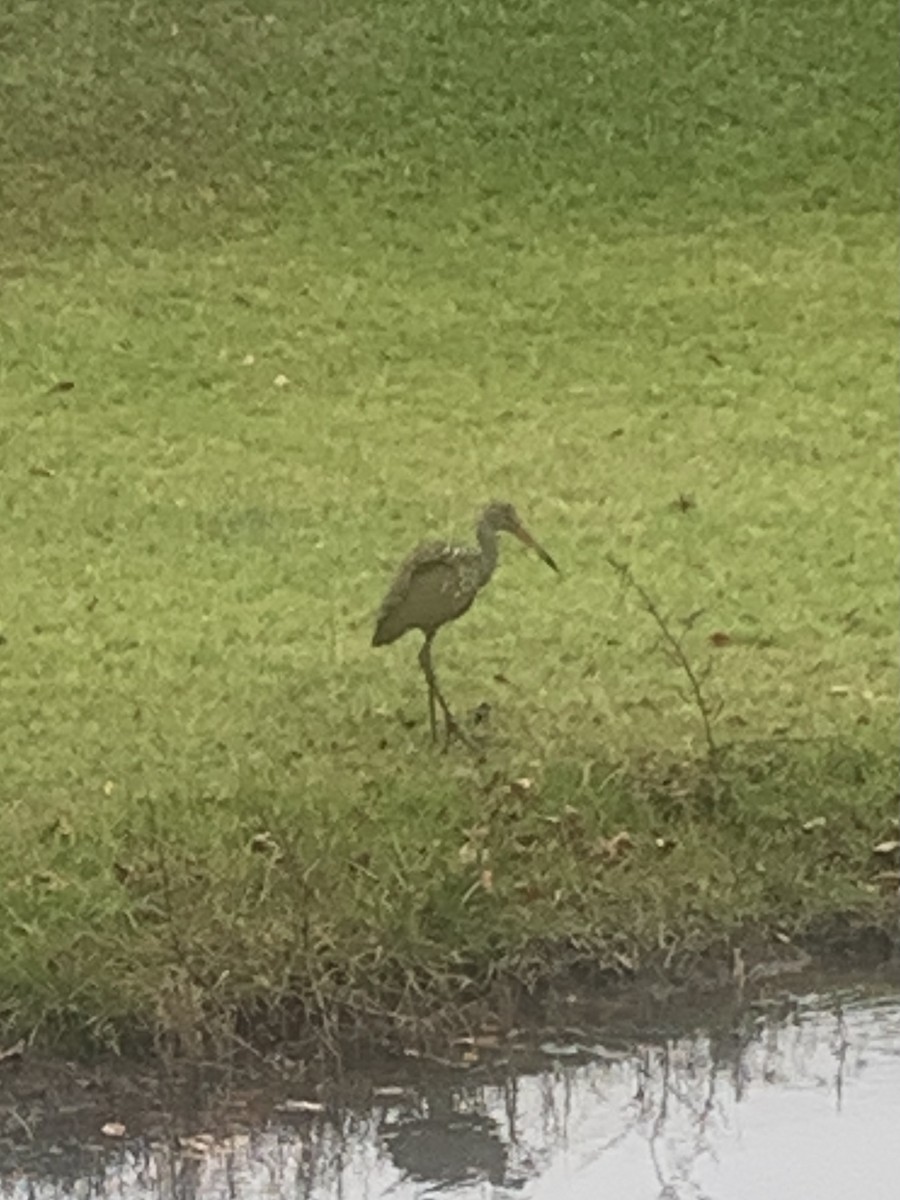 Limpkin - ML278270651