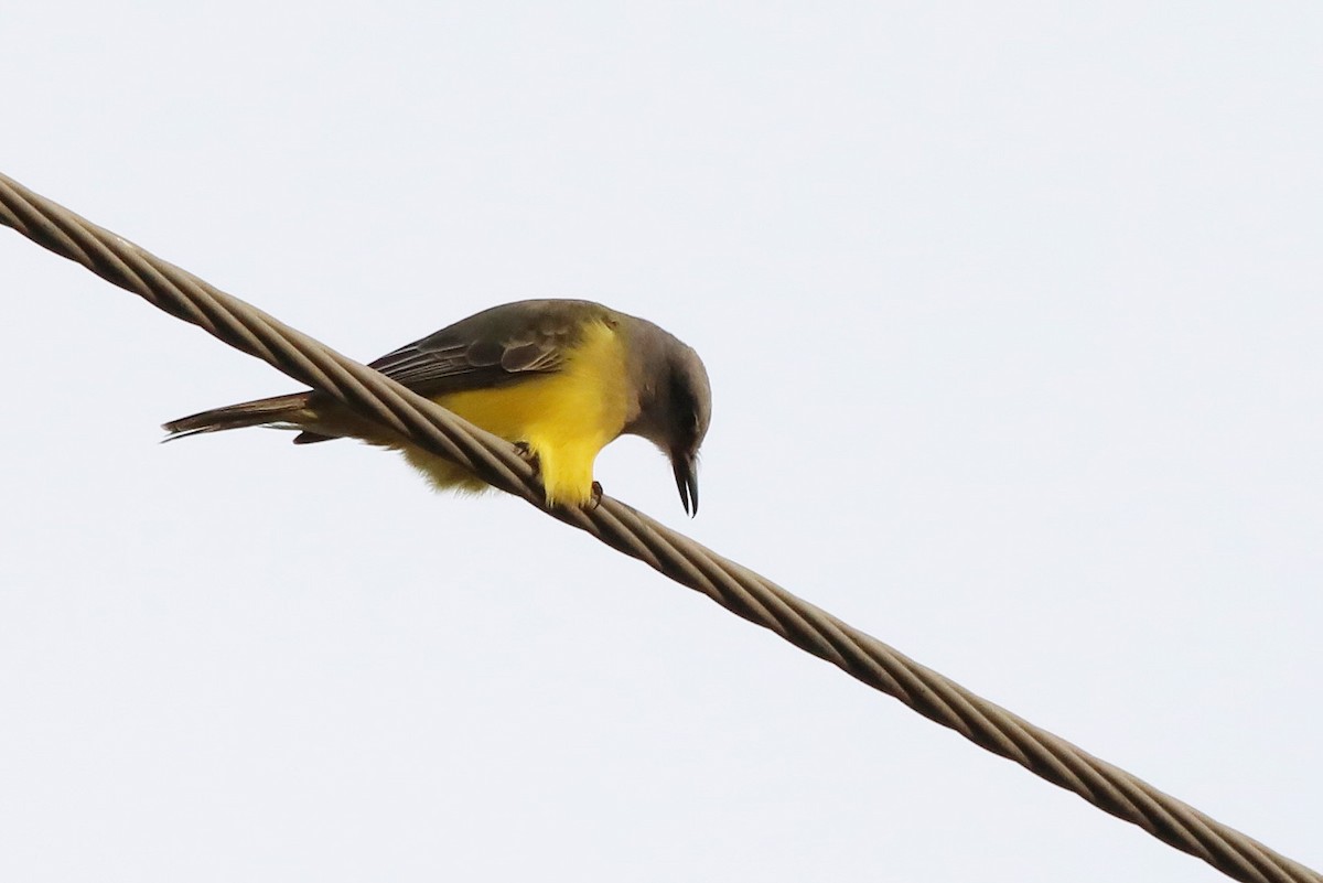 Tropical Kingbird - Jane Smith