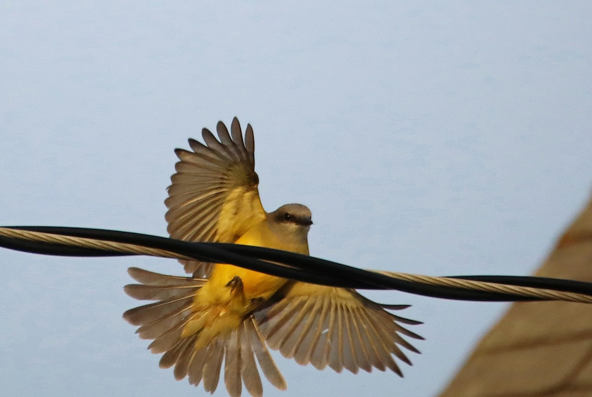 Tropical Kingbird - ML278271521