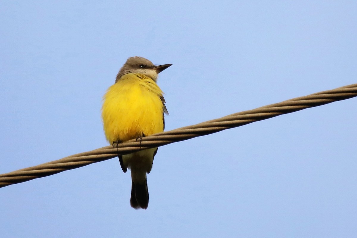 Tropical Kingbird - ML278271531