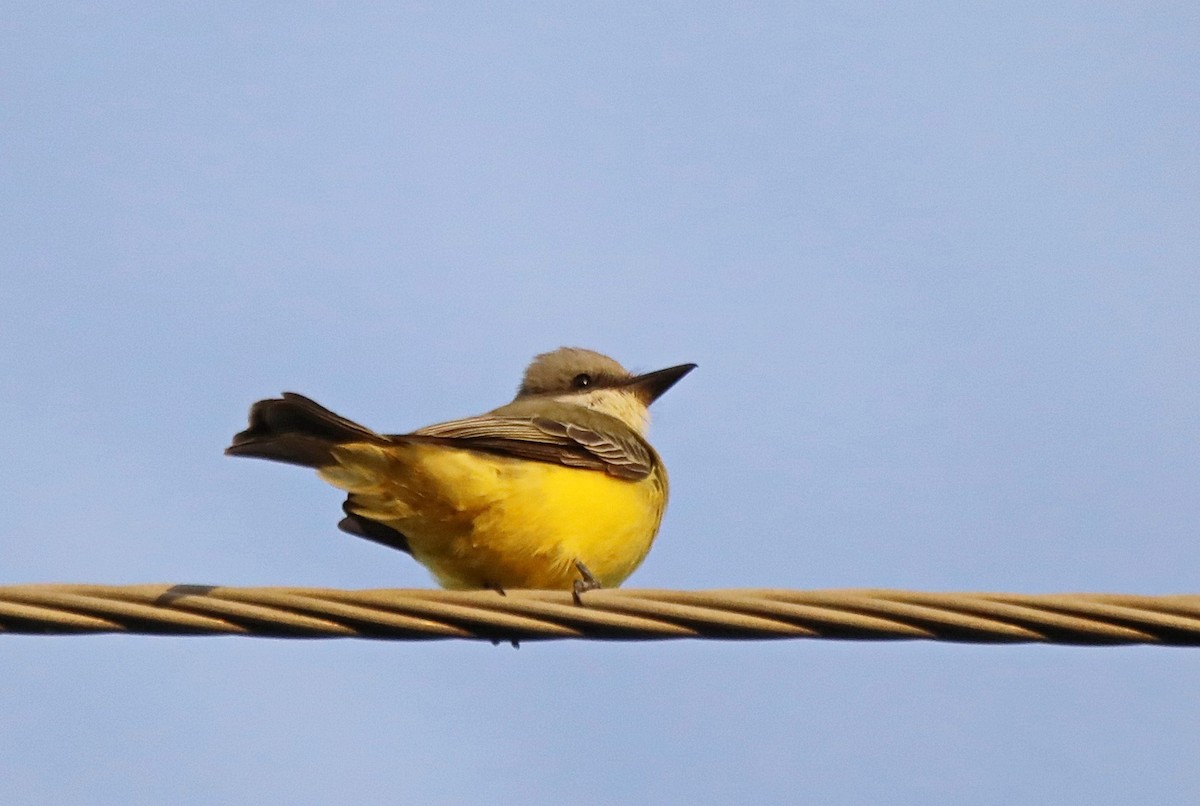 Tropical Kingbird - ML278271541