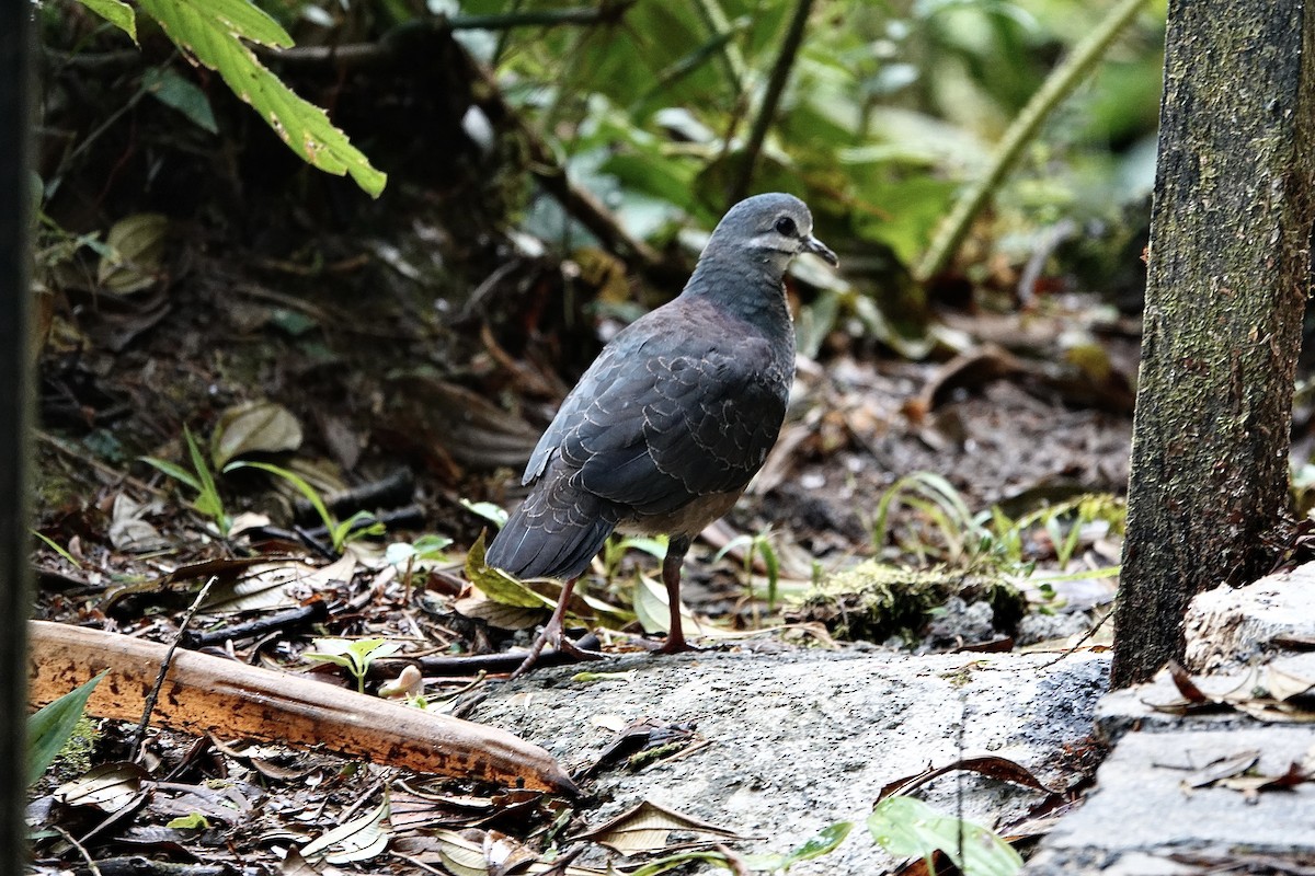 Purplish-backed Quail-Dove - ML278272871