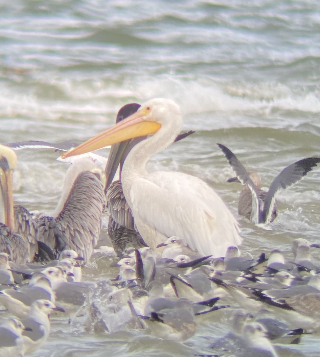 pelikán severoamerický - ML278274411