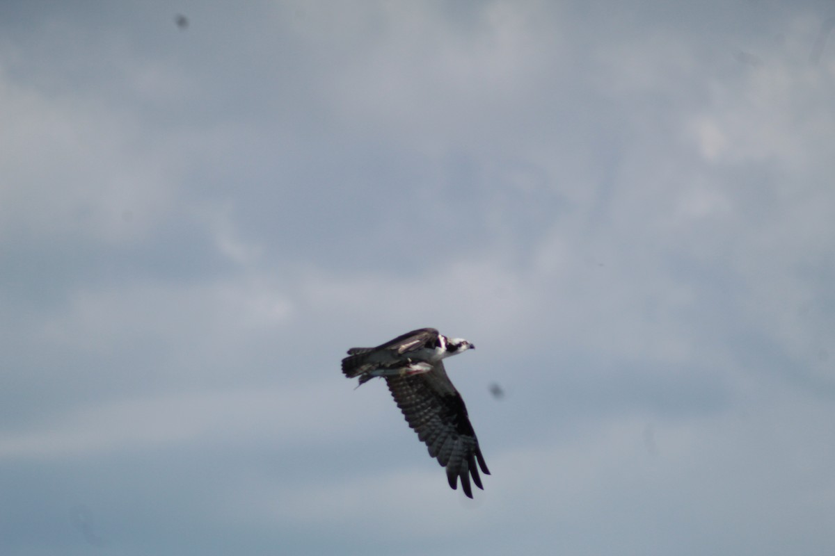 Águila Pescadora - ML278278071