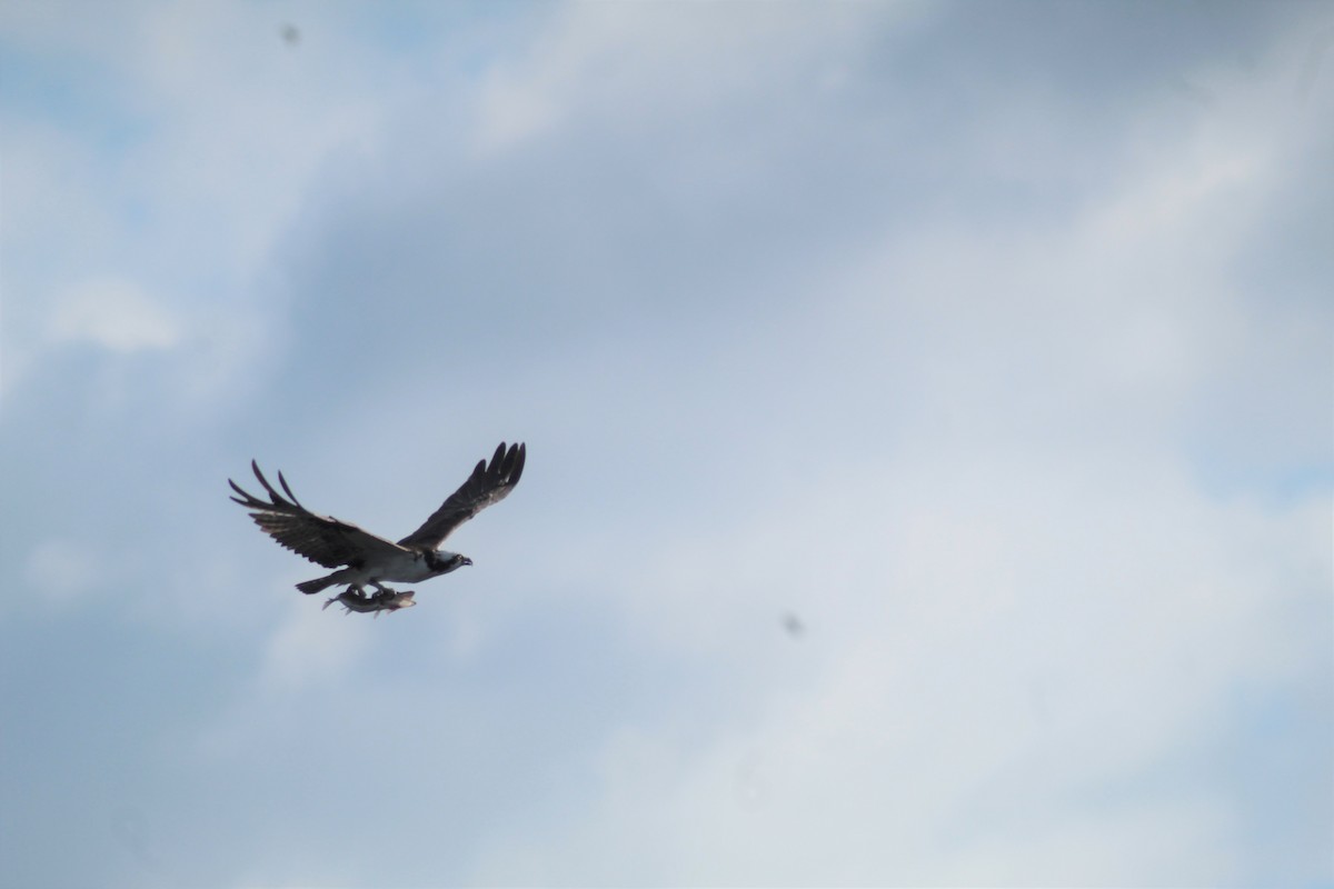 Águila Pescadora - ML278278471