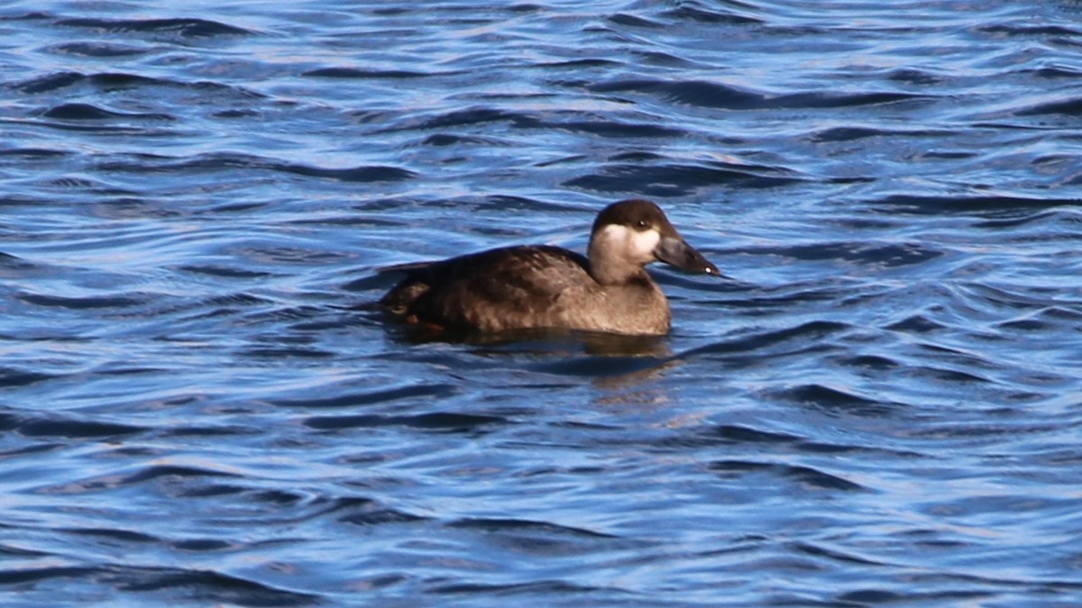 Surf Scoter - Bez Bezuidenhout