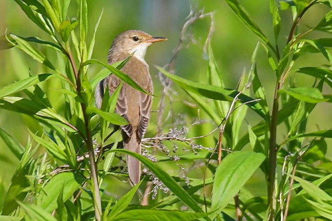 Marsh Warbler - ML278278671